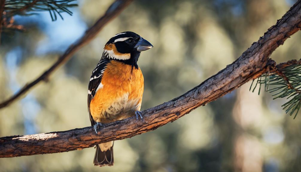 Top 15 Types Of Birds In Big Bear Ca (With Pictures) 14 colorful western north american bird