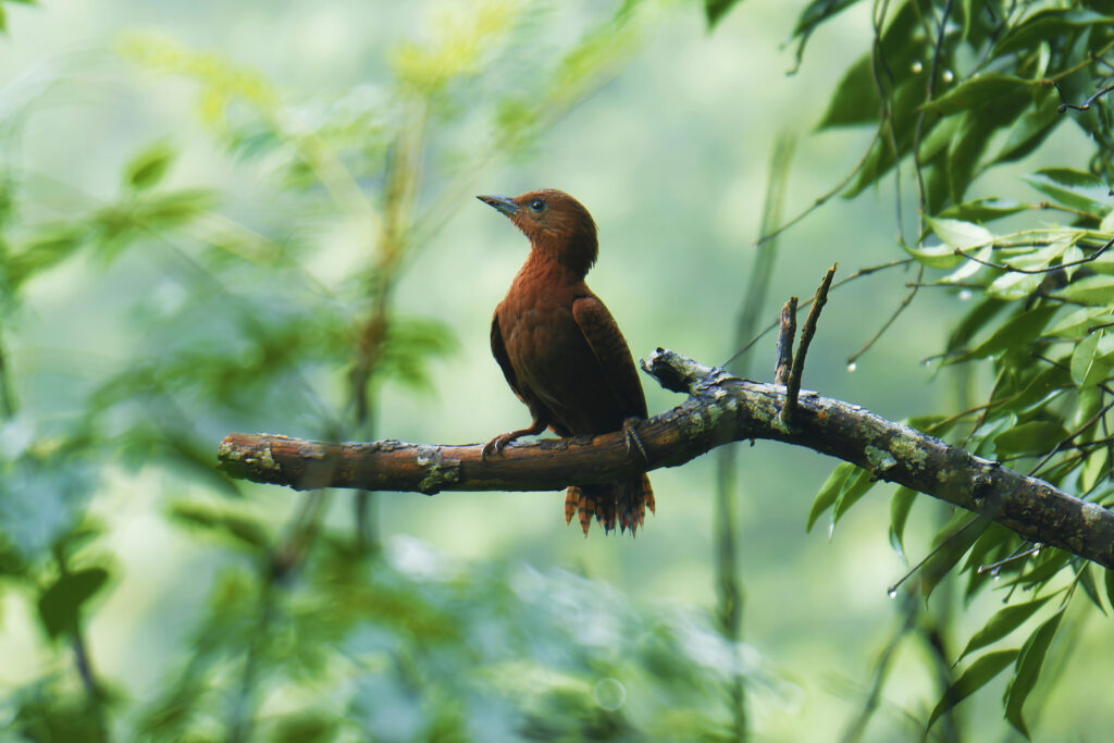 Fly Aviary How to Use Bird Color Without Misidentifying a Species - Fly Aviary