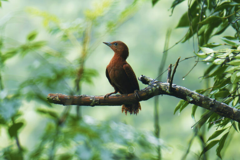 How to Use Bird Color Without Misidentifying a Species