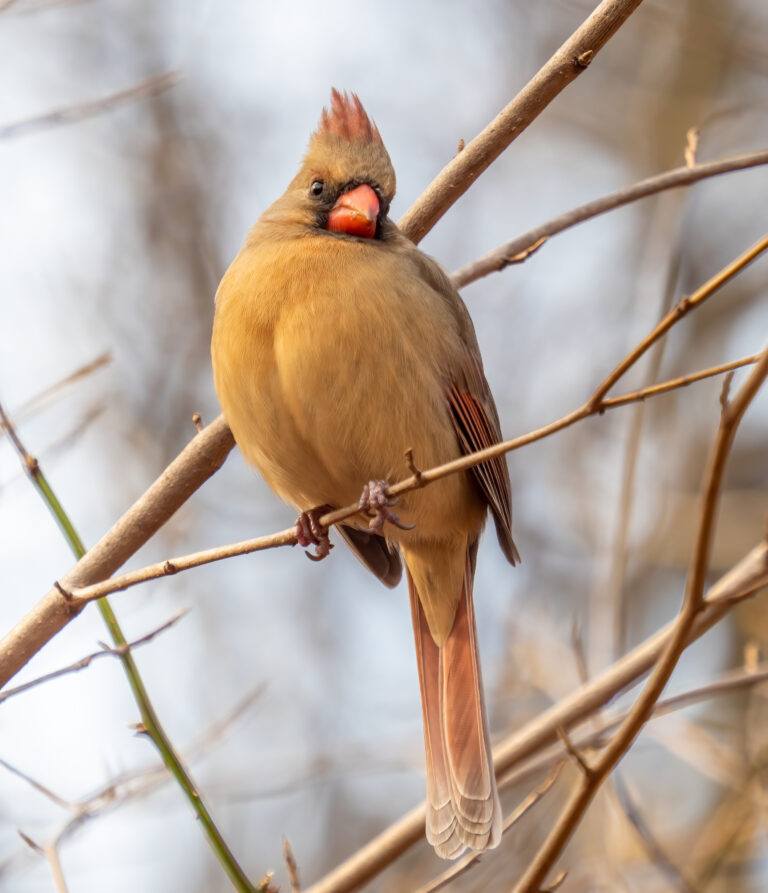 How Lighting Changes Bird Color in Photos and Field Observations