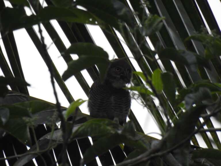 How to Take Better Bird Photos for Identification