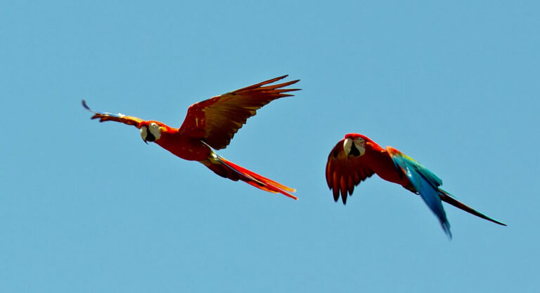 How to Identify Birds in City Parks: A Beginner's Guide to Urban Avian Diversity