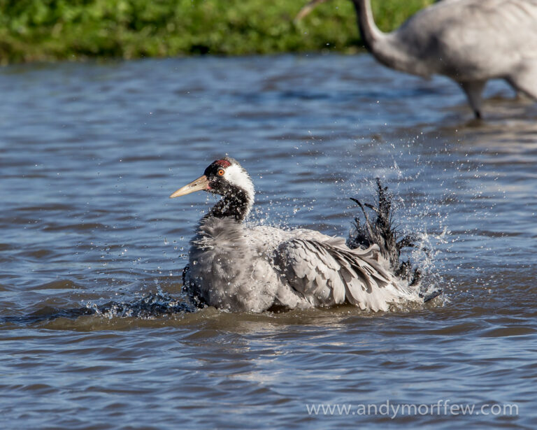 Why Some Crane Species Became Conservation Symbols
