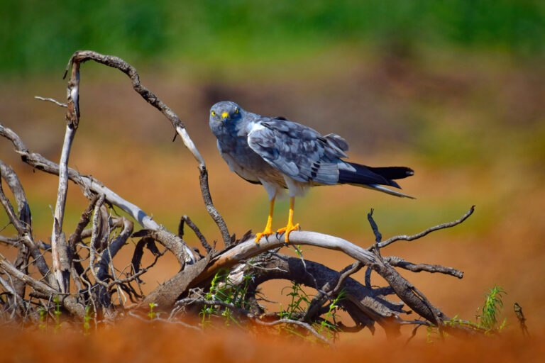 Grassland Bird Identification: Ground Birds, Raptors, and Open-Country Species