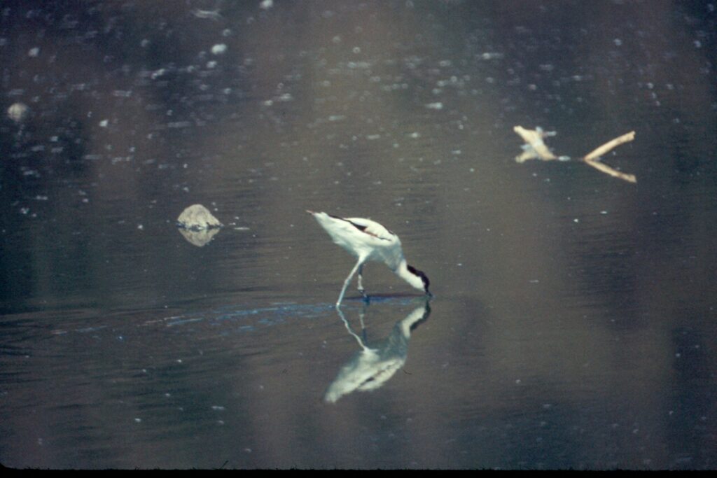 Fly Aviary How to Identify Wading Birds by Legs, Bill Shape, and Feeding Behavior ...