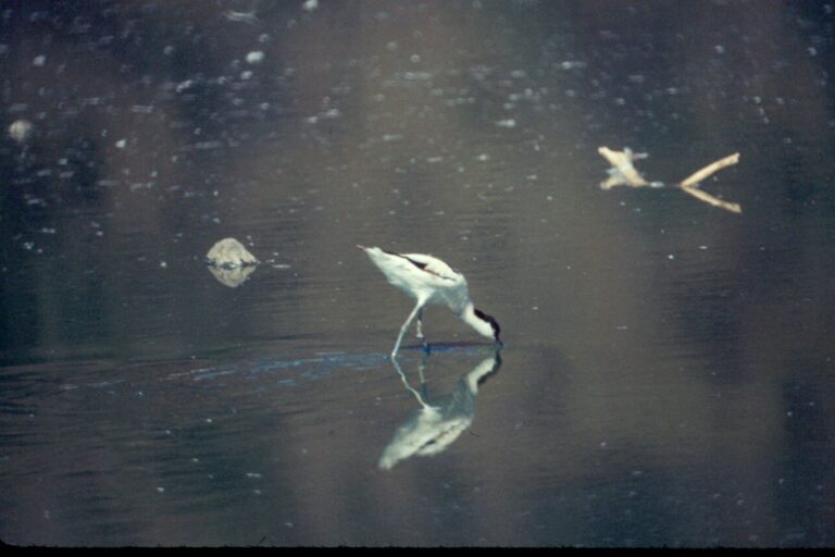 How to Identify Wading Birds by Legs, Bill Shape, and Feeding Behavior