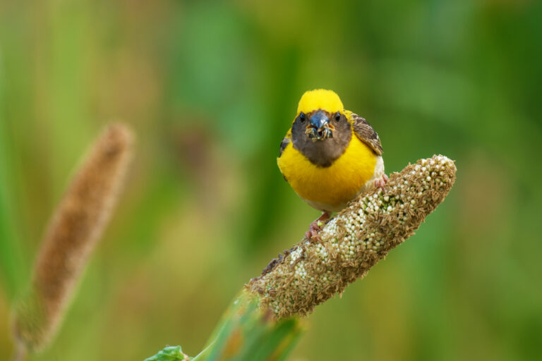 How to Identify Weaver Birds by Nests, Color, and Habitat