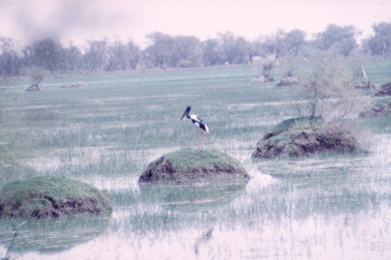 How to Identify Birds You See in Shallow Water: A Comprehensive Guide