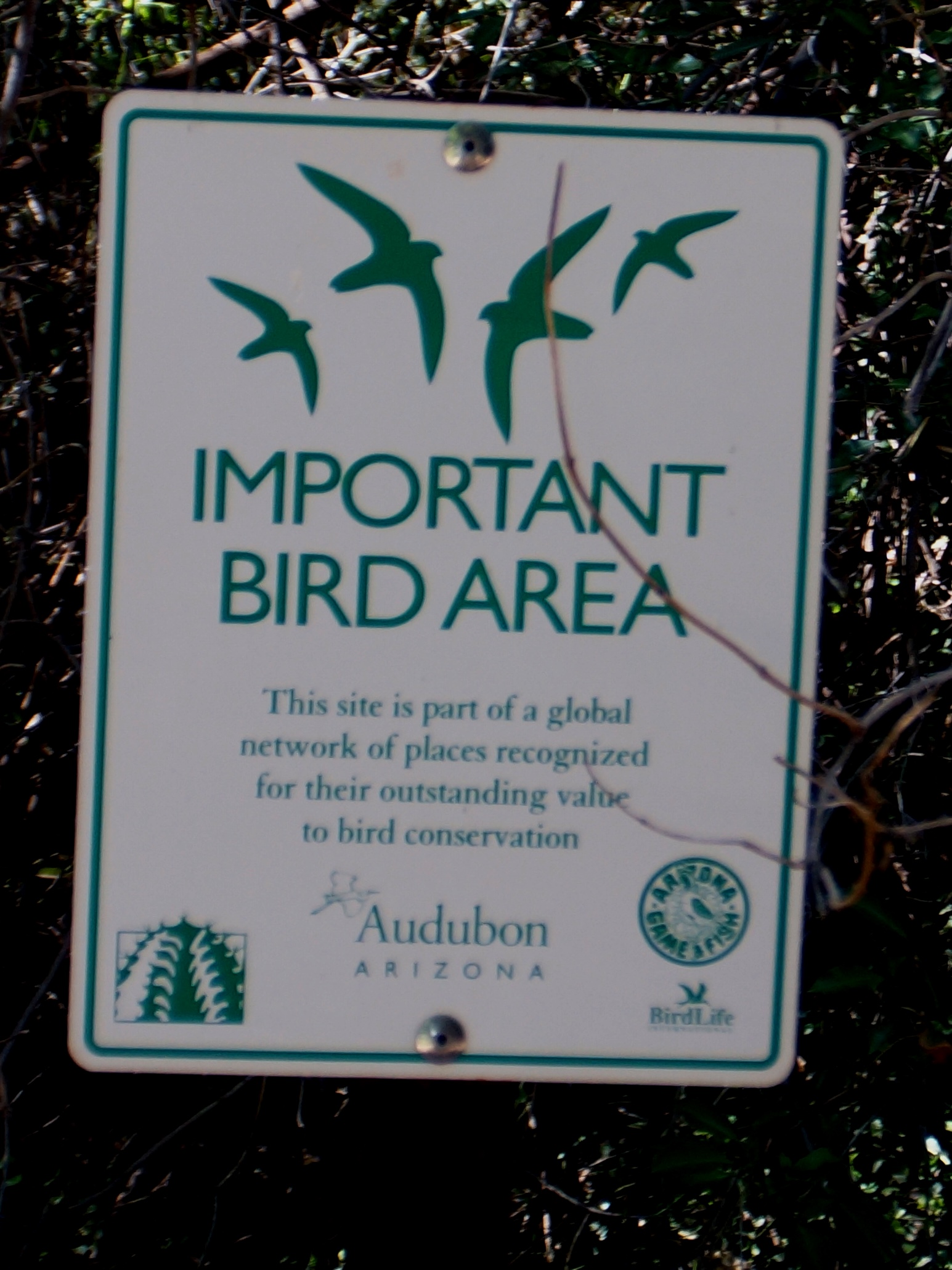 Fly Aviary What Makes a Bird Native, Introduced, or Invasive? - Fly Aviary