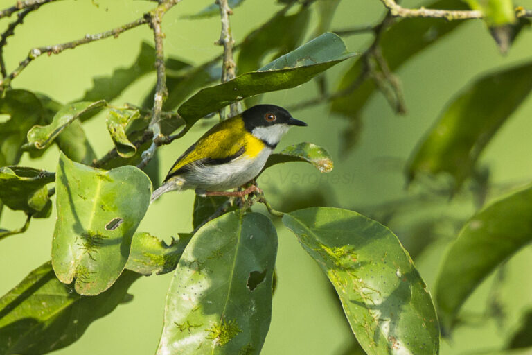 Rainforest Bird Identification: Color, Sound, and Canopy Behavior