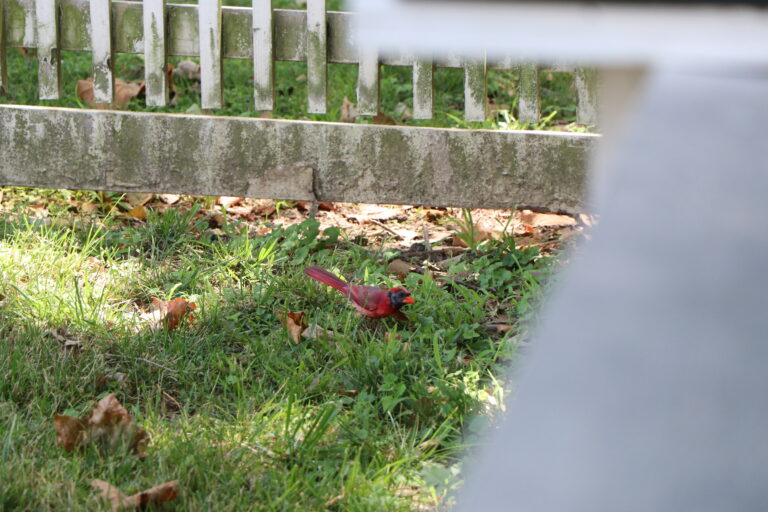 Red Bird or Orange Bird? How to Tell Warm-Colored Birds Apart