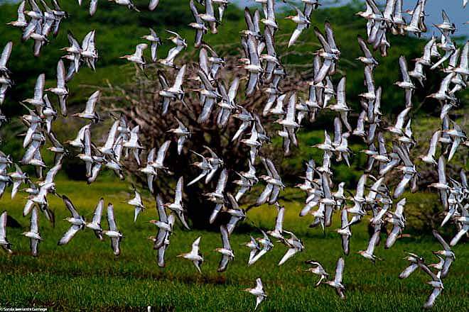 When Do Migratory Birds Arrive? A Beginner Guide to Bird Migration Timing