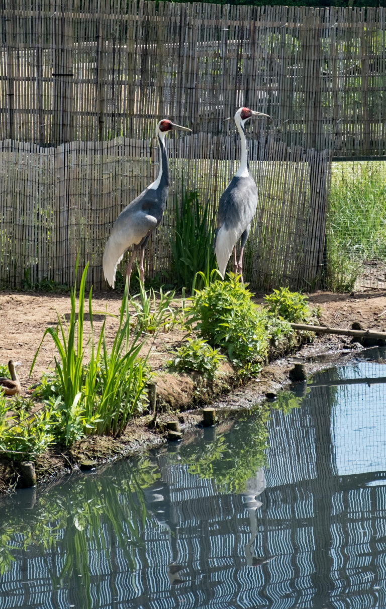 White Bird in a Wetland: How to Narrow Down Egrets, Ibises, Gulls, and Herons