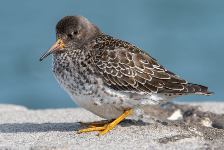 Why Bird Names Change Over Time: A Guide for Birders