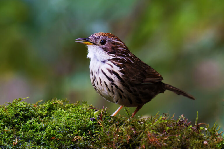 Why Do Birds Puff Up Their Feathers? An Explainer for Beginner Birders