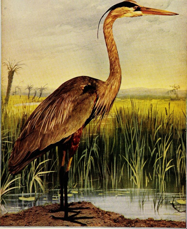 Why Do Herons Stand Still for So Long? Hunting Behavior Explained