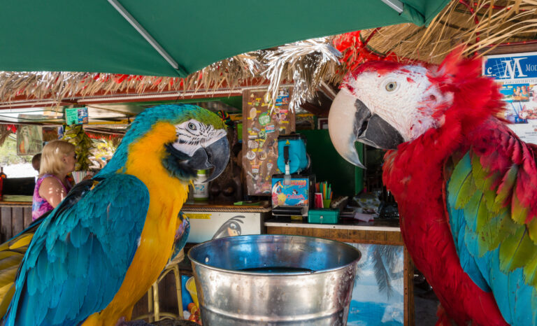 Why Habitat Loss Matters for Birds