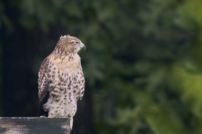 Hawk vs Falcon vs Eagle - Paul Danese photo (CC BY-SA 4.0, via Wikimedia Commons)