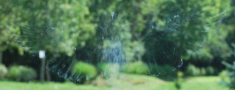 Why Do Birds Tap on Windows? Causes and Humane Solutions - Ted photo (CC BY-SA 2.0, via Wikimedia Commons)