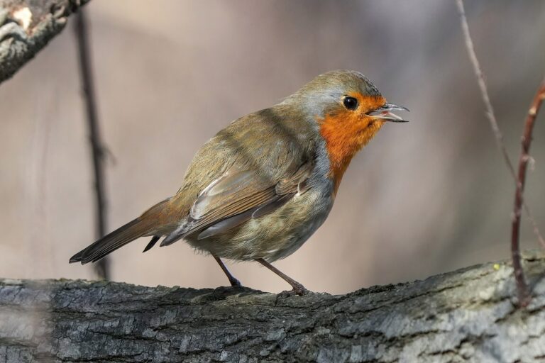How to Keep a Bird Watching Journal - Giles Laurent photo (CC BY-SA 4.0, via Wikimedia Commons)