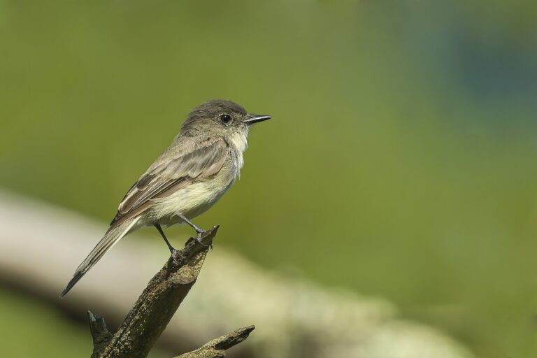 How to Identify Phoebe Birds by Tail Movement, Calls, and Nesting Habits - Paul Danese photo (CC BY-SA 4.0, via Wikimedia Commons)