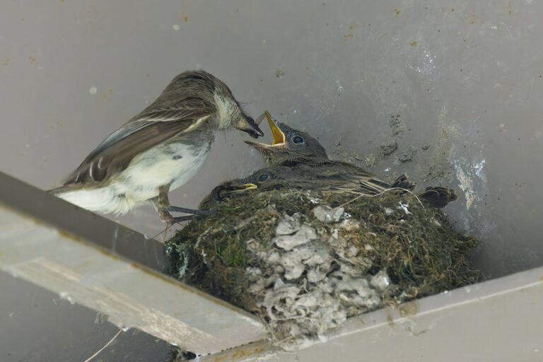 Phoebe vs Flycatcher - Paul Danese photo (CC BY-SA 4.0, via Wikimedia Commons)
