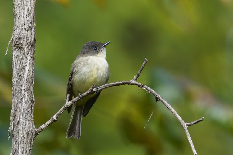 Why Do Phoebes Flick Their Tails? Understanding Their Behavior - Paul Danese photo (CC BY-SA 4.0, via Wikimedia Commons)