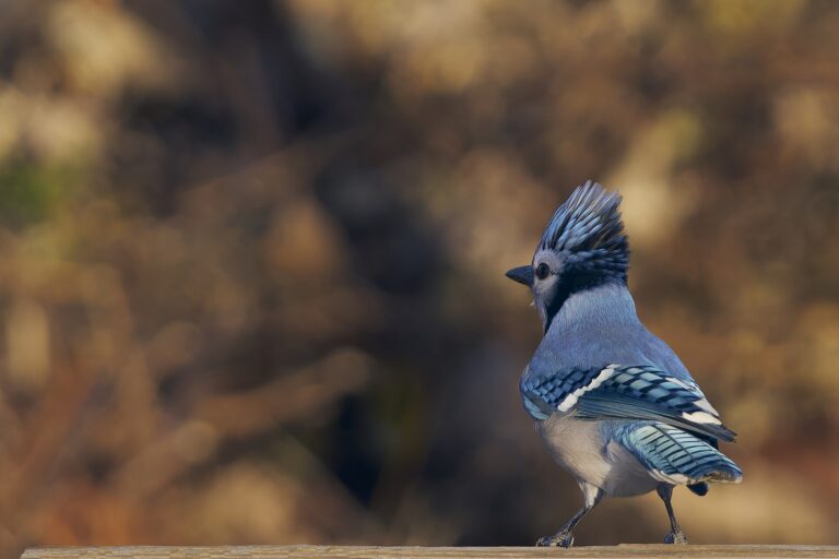 Jay vs Bluebird vs Blue Jay - Paul Danese photo (CC BY-SA 4.0, via Wikimedia Commons)