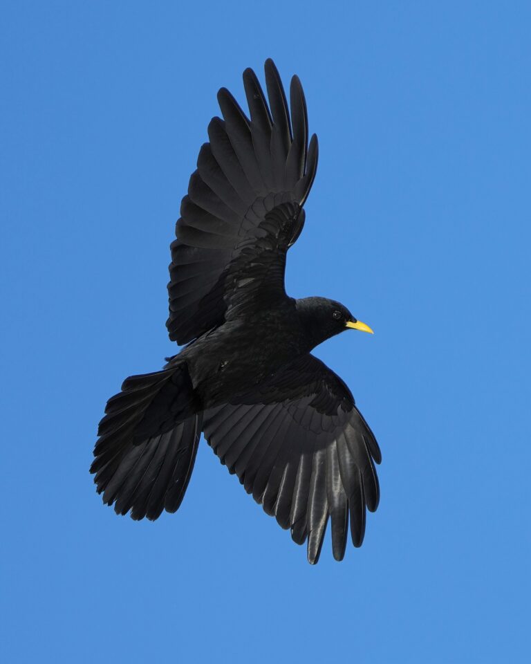 Birds You See Near Hiking Trails - Giles Laurent photo (CC BY-SA 4.0, via Wikimedia Commons)