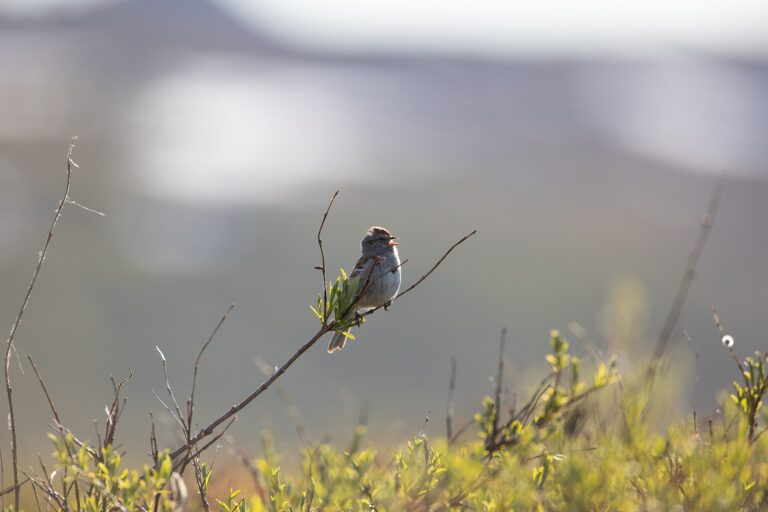 Bird Calls vs Bird Songs - USFWSAlaska photo (Public domain, via Wikimedia Commons)