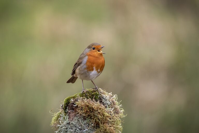 Why Do Birds Sing in the Morning? Dawn Chorus Explained - caroline legg photo (CC BY 2.0, via Wikimedia Commons)