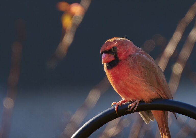 Backyard Bird Identification for Beginners - Paul Danese photo (CC BY-SA 4.0, via Wikimedia Commons)