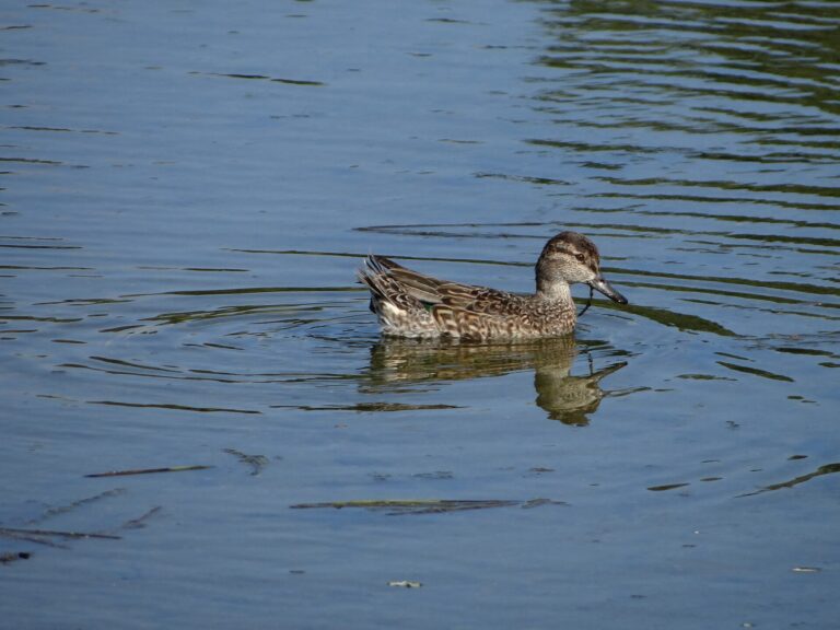 How to Photograph Wetland Birds Without Disturbing Them - David Adam Kess photo (CC BY-SA 4.0, via Wikimedia Commons)