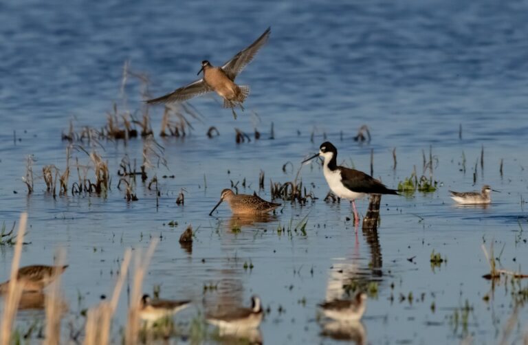 Wetland Bird Watching Checklist for Beginners - USFWS Mountain Prairie photo (Public domain, via Wikimedia Commons)