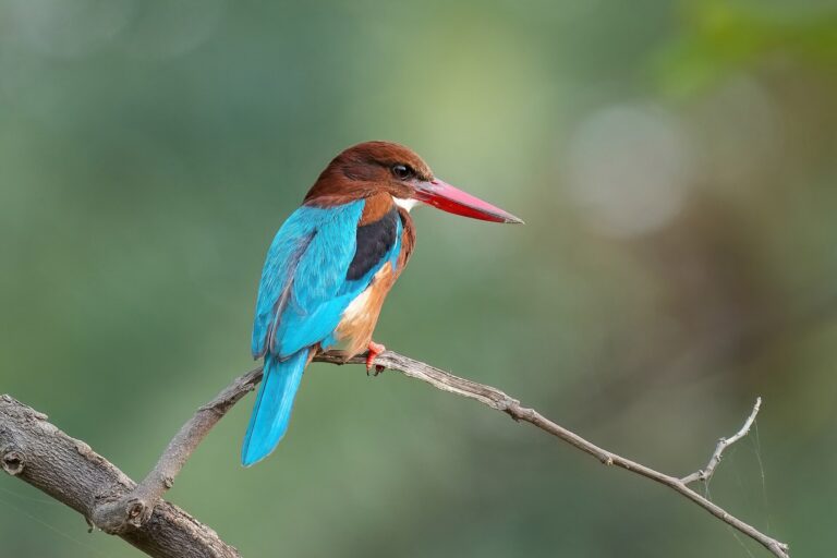 Bird Color Identification Worksheet - Giles Laurent photo (CC BY-SA 4.0, via Wikimedia Commons)