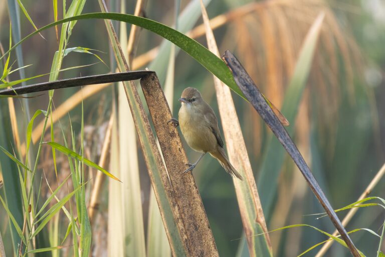 What Bird Did I See? A Step-by-Step Identification Method for Beginners - Tisha Mukherjee photo (CC BY-SA 4.0, via Wikimedia Commons)