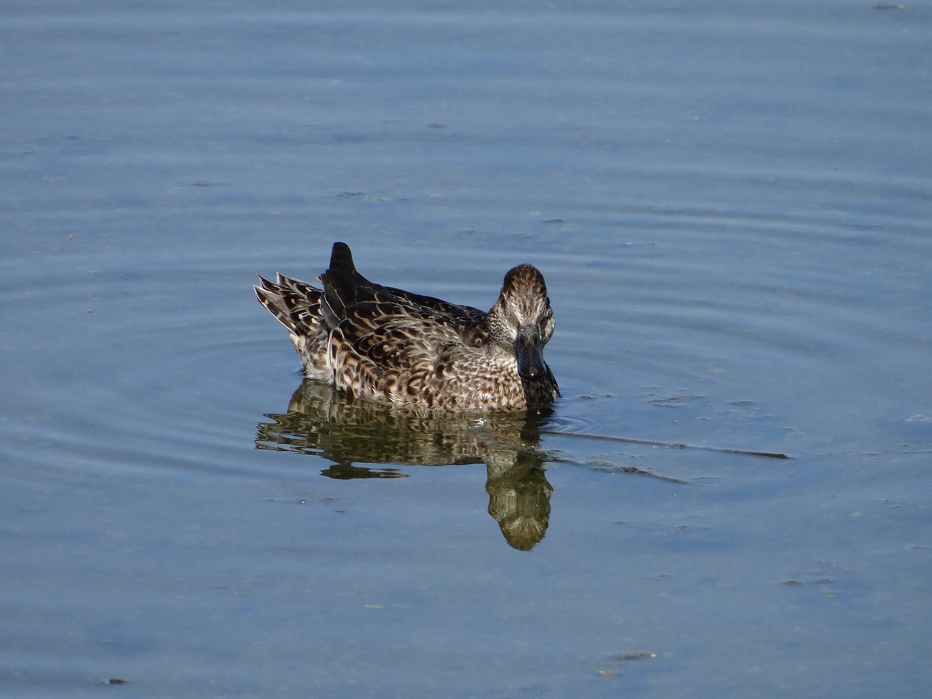 How to Photograph Wetland Birds Without Disturbing Them 2 How to Photograph Wetland Birds Without Disturbing Them - David Adam Kess photo (CC BY-SA 4.0, via Wikimedia Commons)