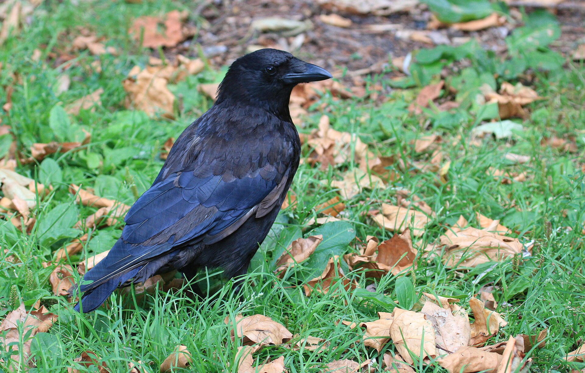 Blackbird, Grackle, Crow, or Raven? The Definitive Field ID Guide - ImagePerson photo (CC BY 4.0, via Wikimedia Commons)