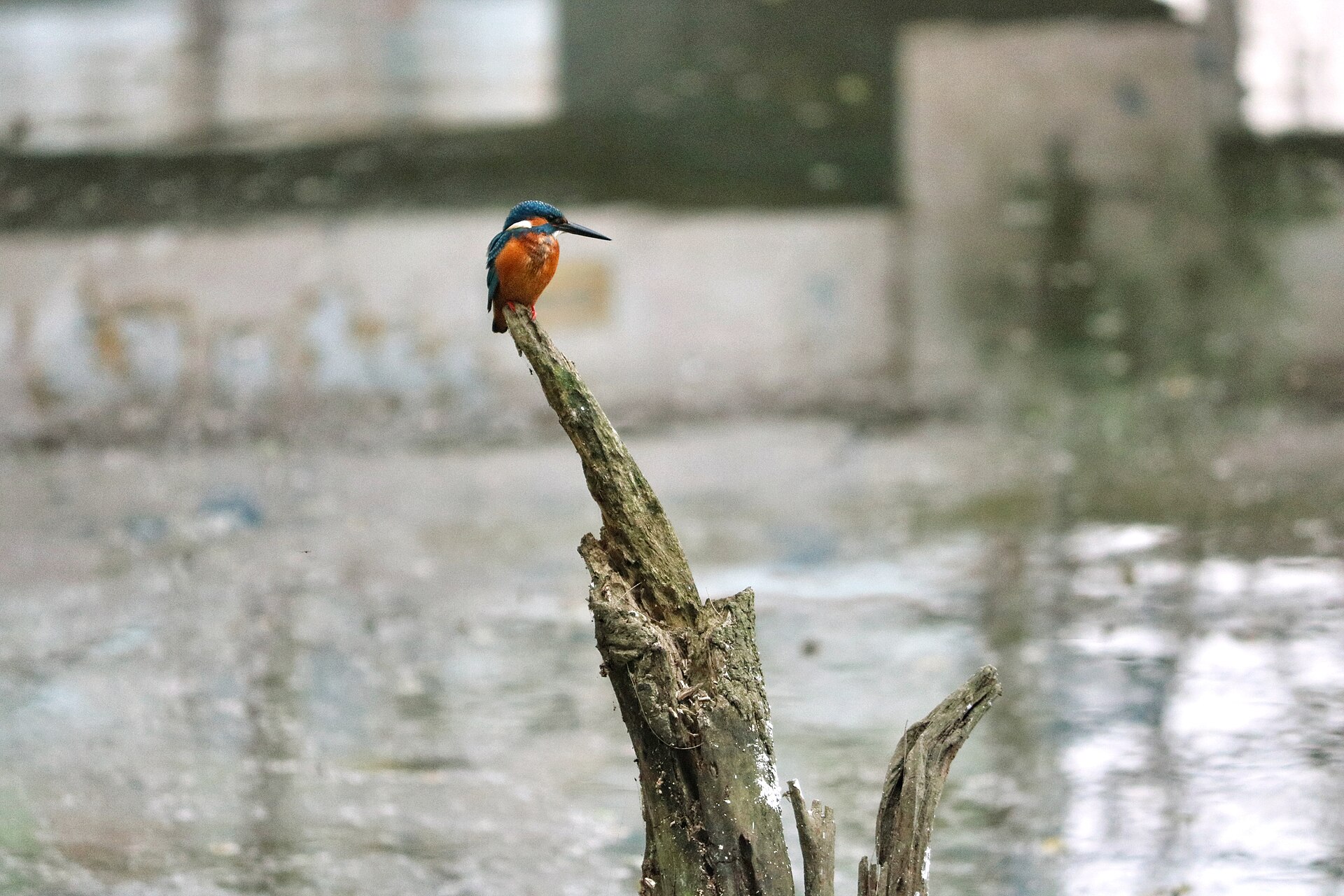 Bird Color Identification Worksheet - Shahidul Hasan Roman photo (CC BY-SA 4.0, via Wikimedia Commons)
