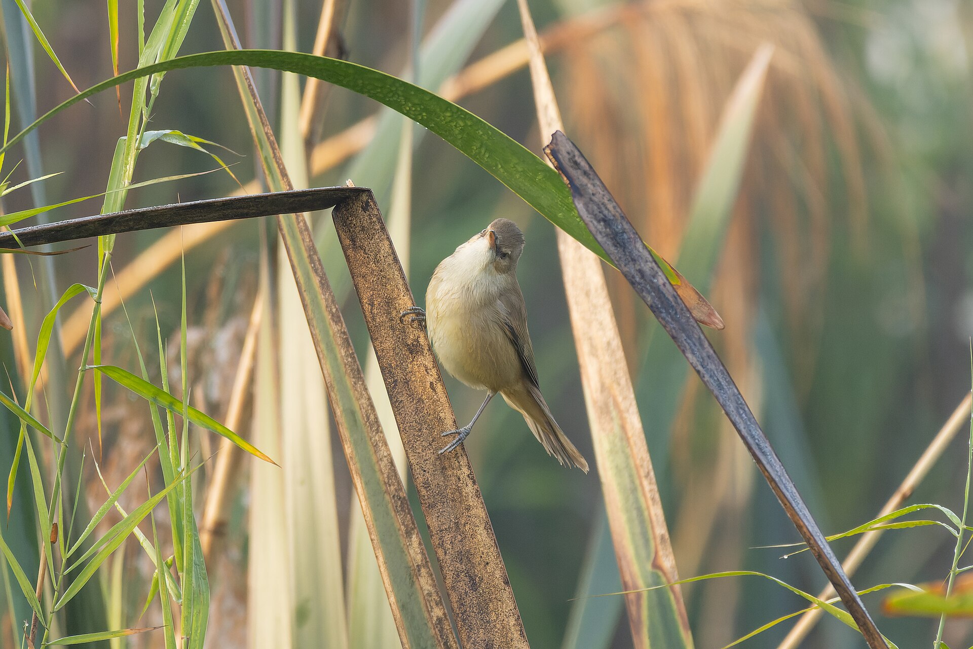 What Bird Did I See? A Step-by-Step Identification Method for Beginners - Tisha Mukherjee photo (CC BY-SA 4.0, via Wikimedia Commons)
