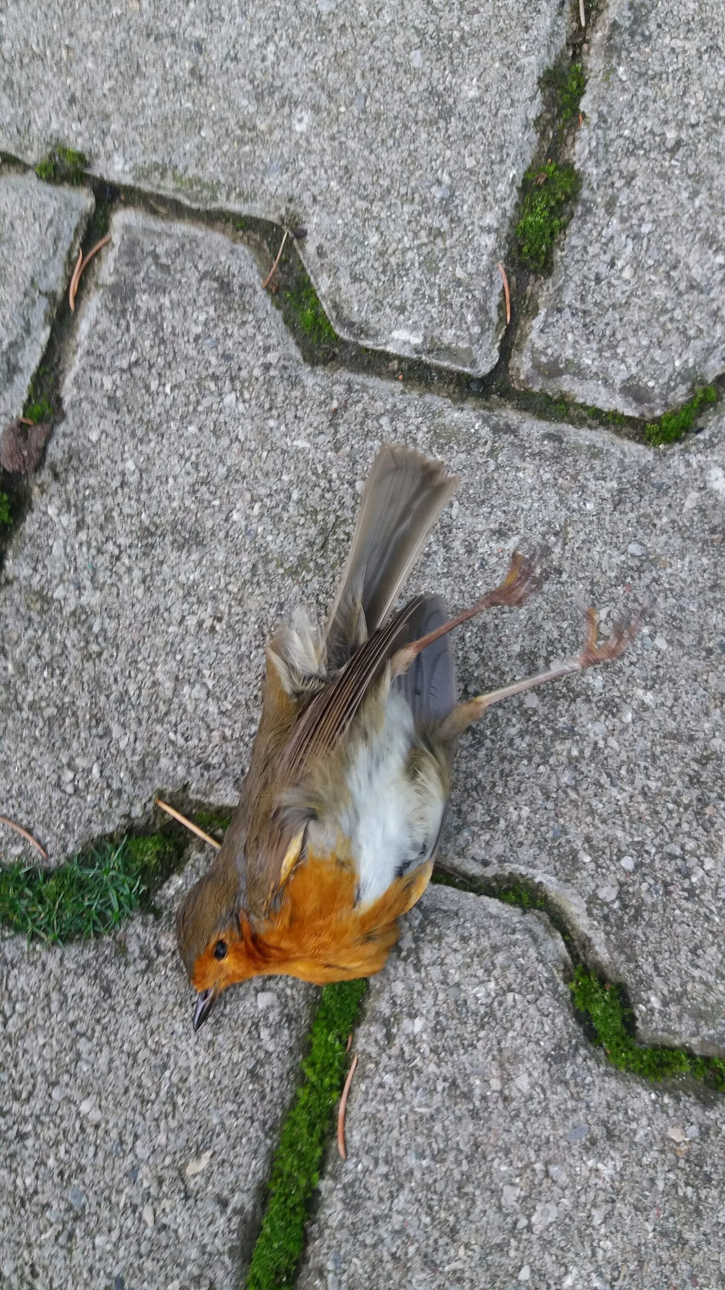 Why Do Birds Tap on Windows? Causes and Humane Solutions 2 Why Do Birds Tap on Windows? Causes and Humane Solutions - Nikola Veljković photo (CC BY-SA 4.0, via Wikimedia Commons)
