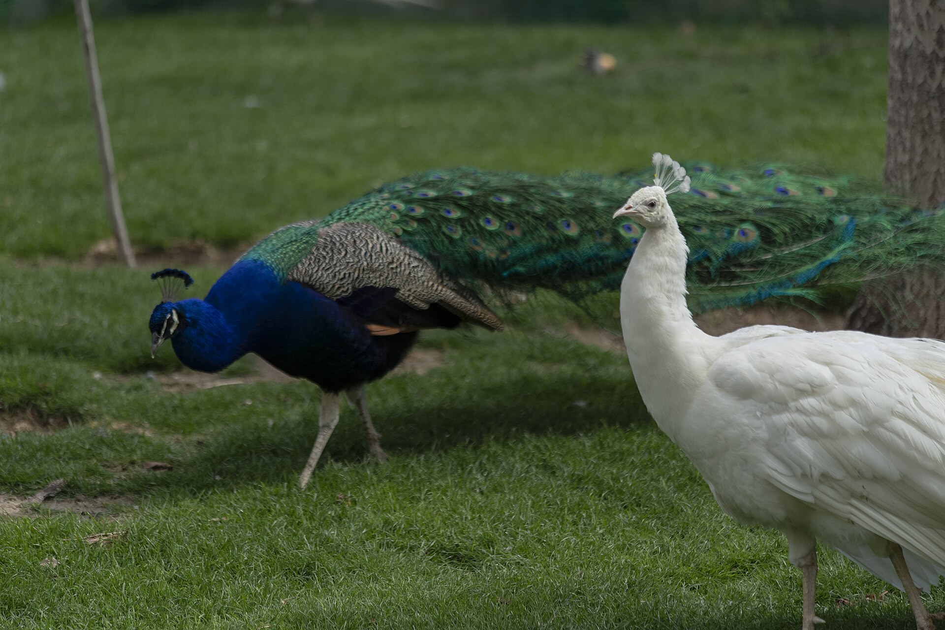 Why Do Birds Bob Their Heads? Understanding This Common Birding Behavior - Mostafameraji photo (CC0, via Wikimedia Commons)