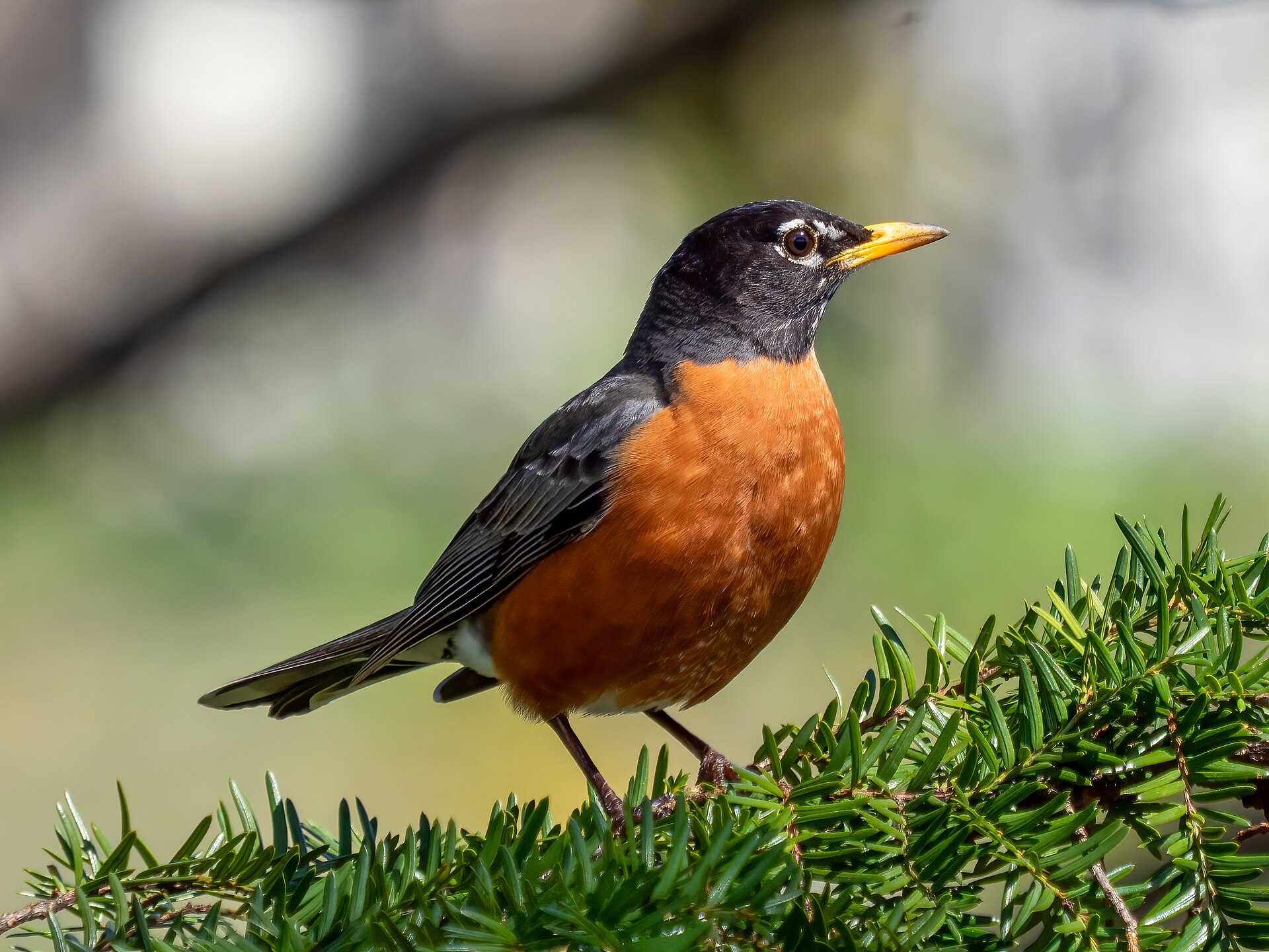 How to Keep a Bird Watching Journal - Rhododendrites photo (CC BY-SA 4.0, via Wikimedia Commons)