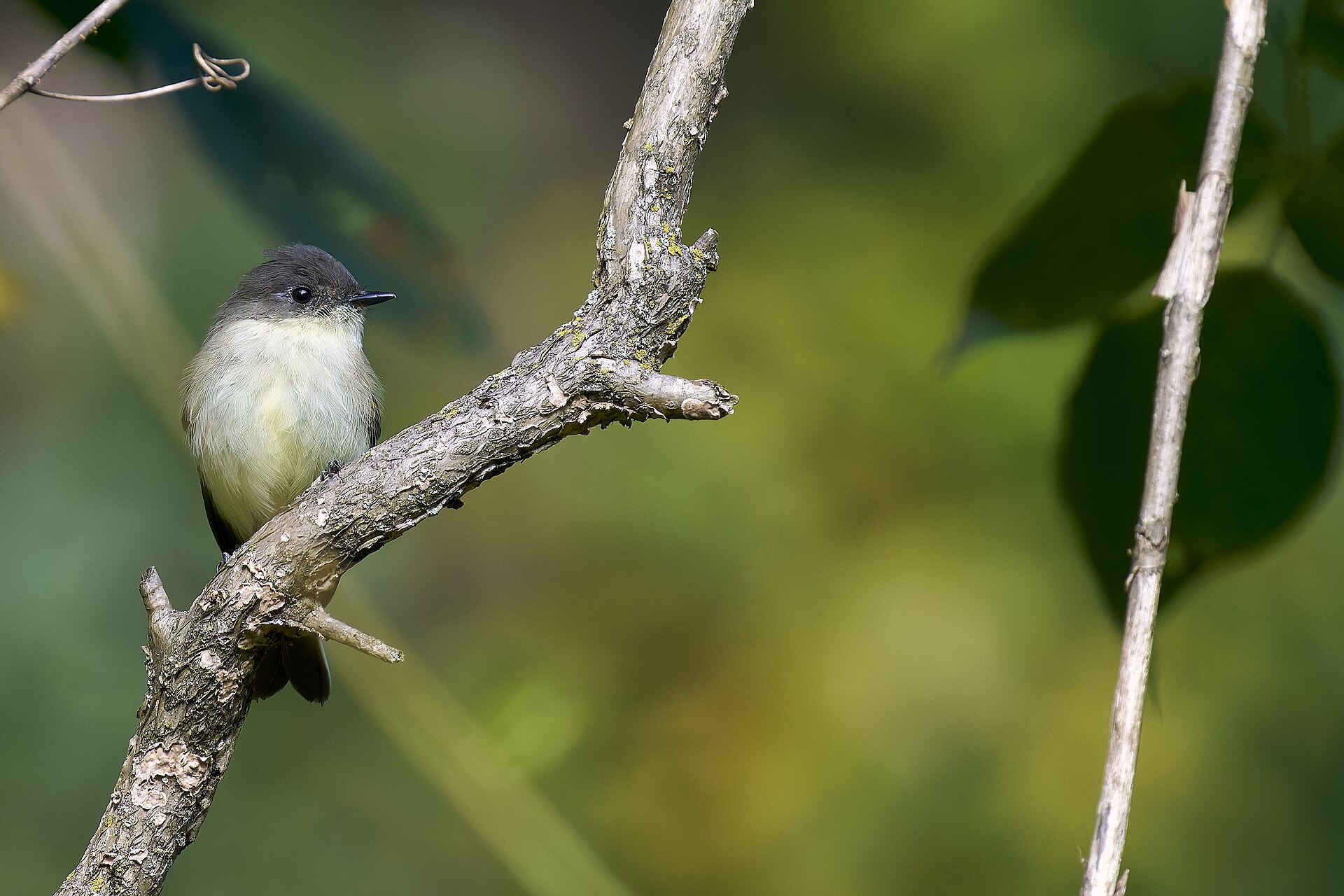 How to Identify Phoebe Birds by Tail Movement, Calls, and Nesting Habits - Paul Danese photo (CC BY-SA 4.0, via Wikimedia Commons)
