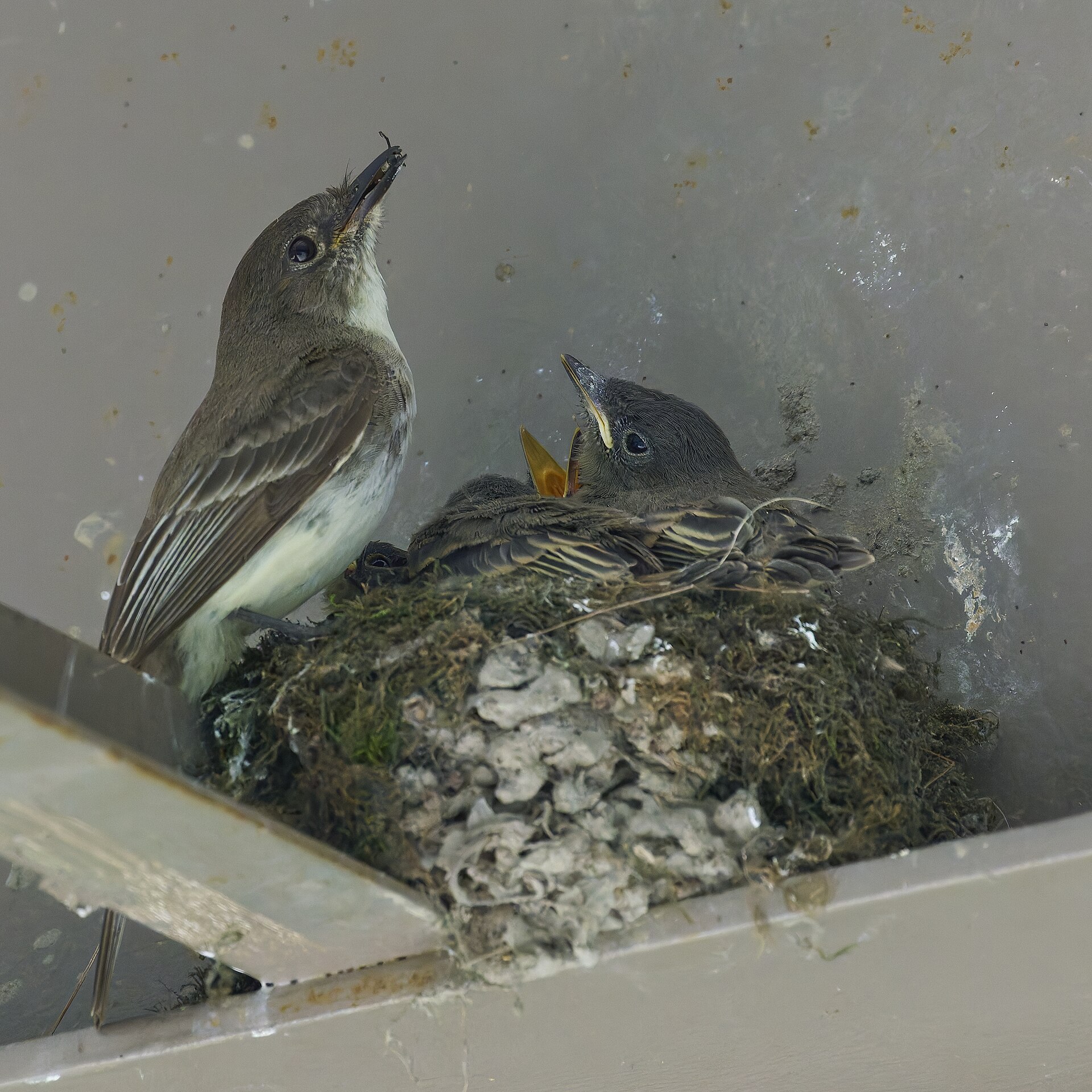 Phoebe vs Flycatcher - Paul Danese photo (CC BY-SA 4.0, via Wikimedia Commons)