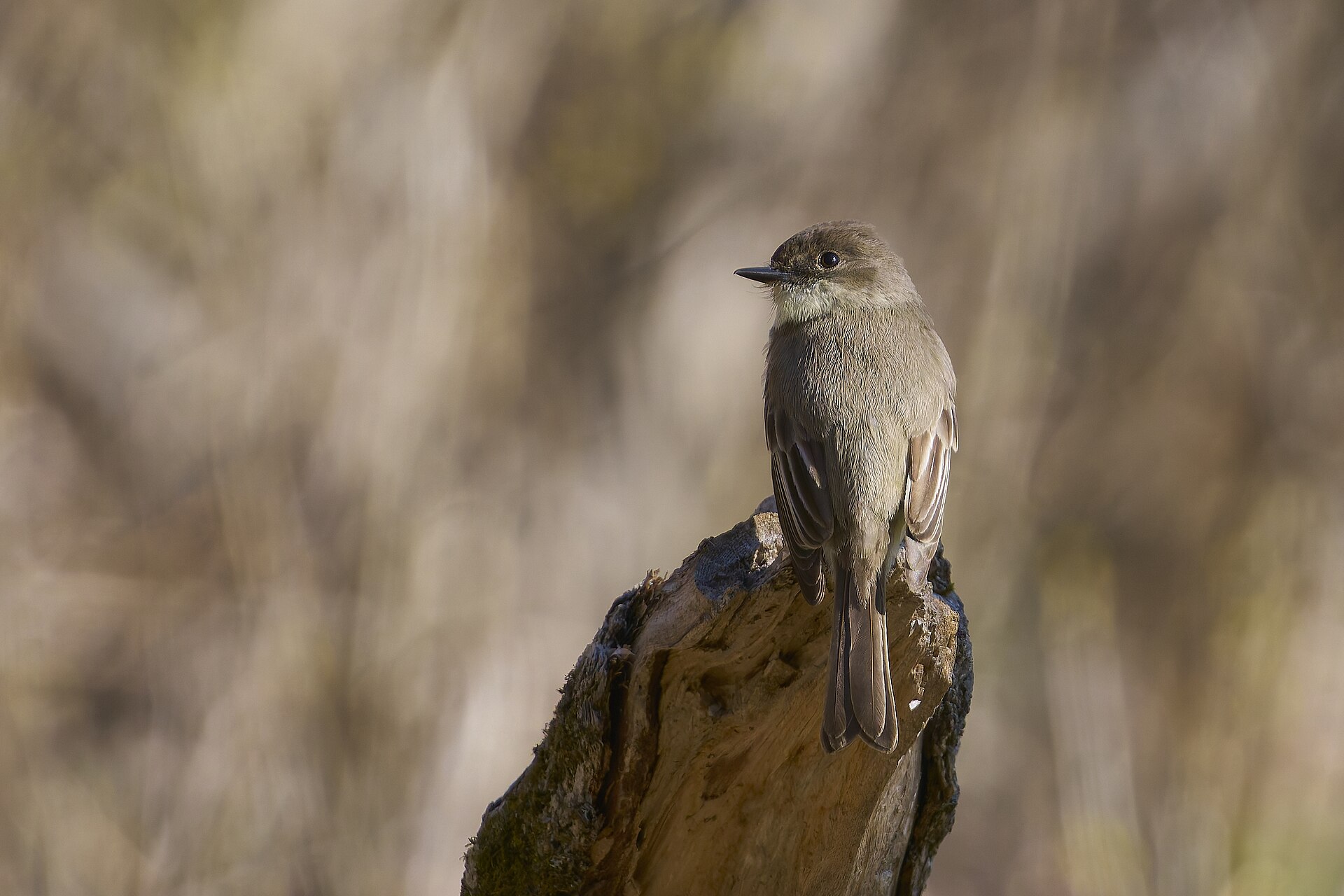 Why Do Phoebes Flick Their Tails? Understanding Their Behavior 2 Why Do Phoebes Flick Their Tails? Understanding Their Behavior - Paul Danese photo (CC BY-SA 4.0, via Wikimedia Commons)