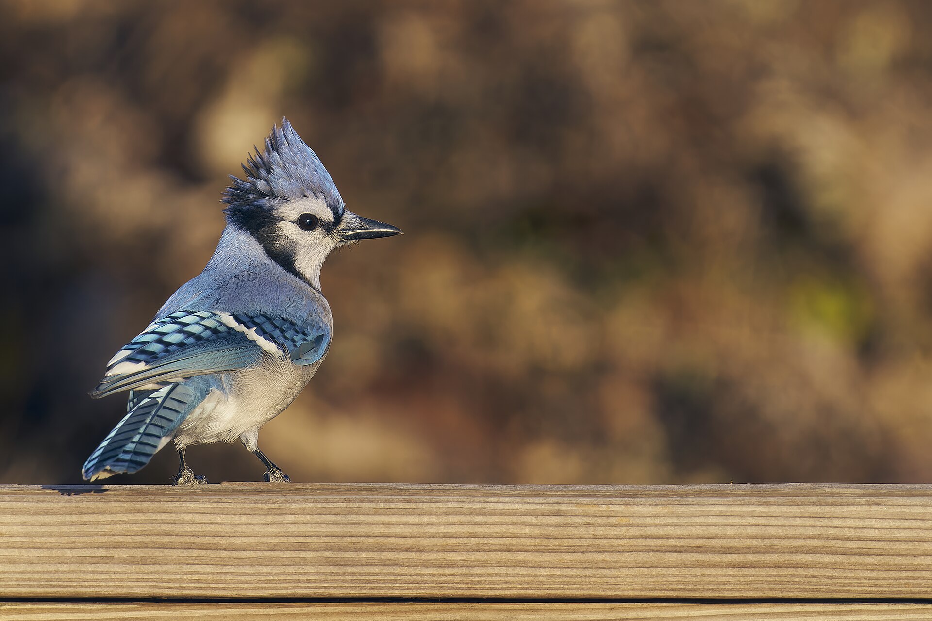 Jay vs Bluebird vs Blue Jay: Names, Colors, and Field Marks 2 Jay vs Bluebird vs Blue Jay - Paul Danese photo (CC BY-SA 4.0, via Wikimedia Commons)