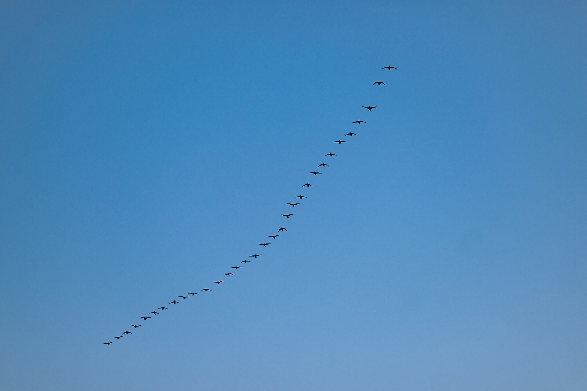 Spring Bird Watching Guide - PtrQs photo (CC BY-SA 4.0, via Wikimedia Commons)