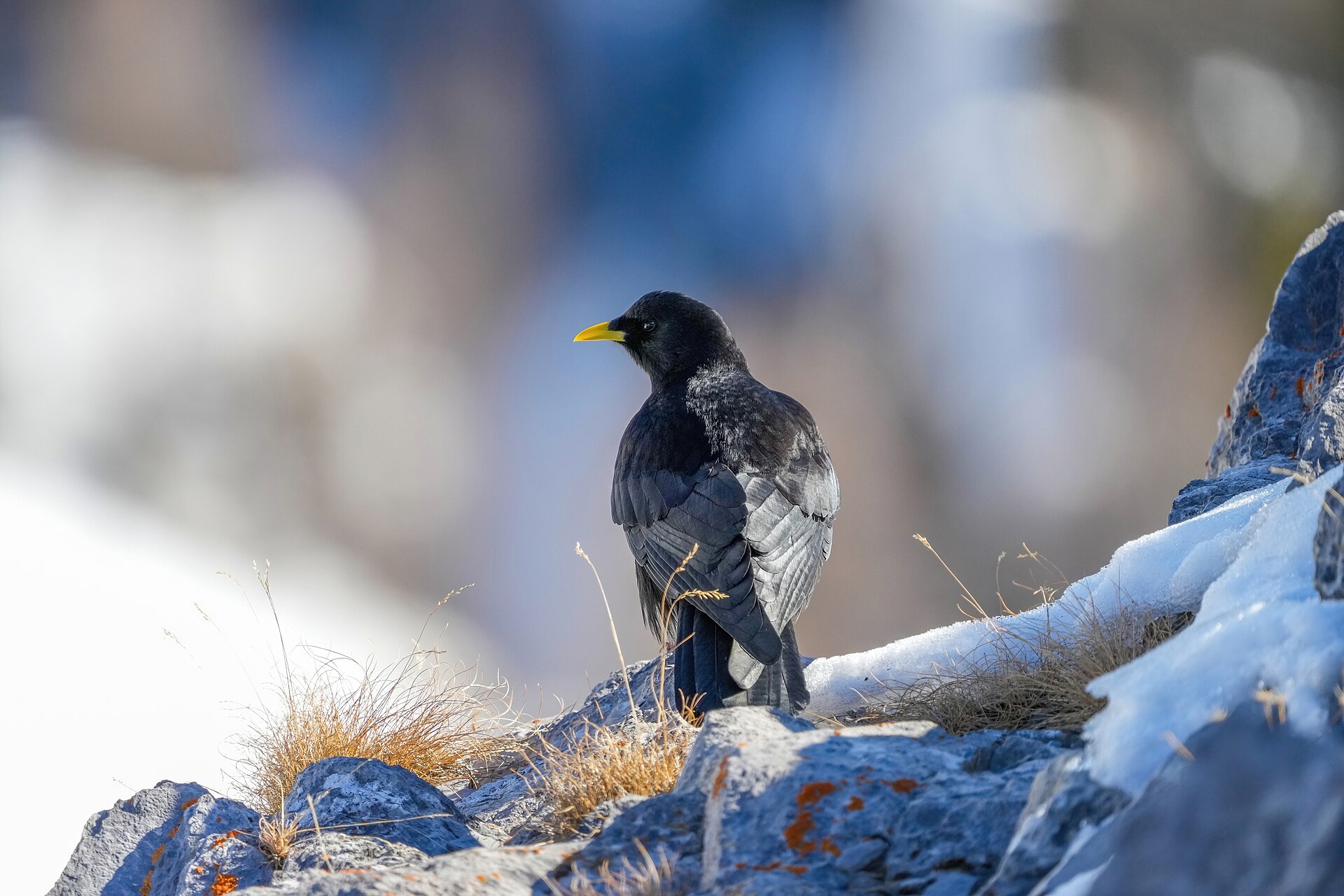 Birds You See Near Hiking Trails: How to Identify Them 2 Birds You See Near Hiking Trails - Giles Laurent photo (CC BY-SA 4.0, via Wikimedia Commons)