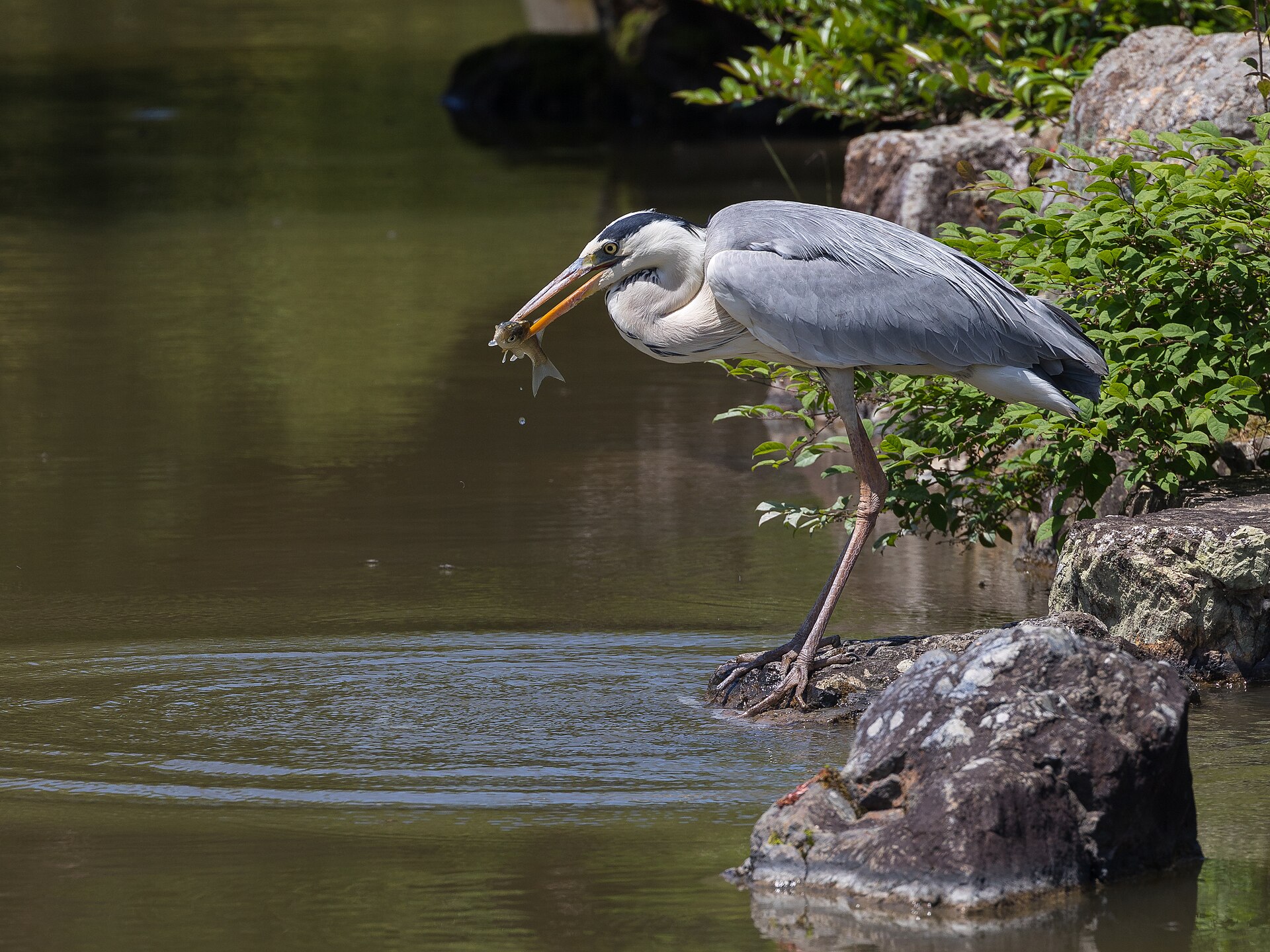 Wetland Birds - Basile Morin photo (CC BY-SA 4.0, via Wikimedia Commons)